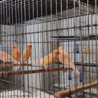 قناری سرخ ردفکتور  اورجینال