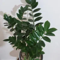 گل و گیاه طبیعی اپارتمانی