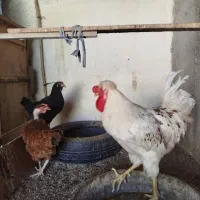 مرغ و خروس محلی