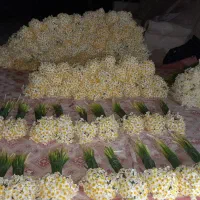 پخش عمده گل نرگس به شهرستان|گل و گیاه طبیعی|شیراز, کاراندیش|دیوار