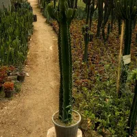 افوربیا یک متری کله دار کاکتوس