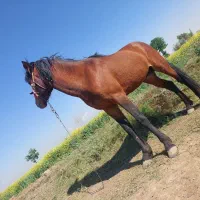 اسب|اسب و تجهیزات اسبسواری|اسفرورین, |دیوار