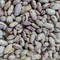 لوبیا چیتی تازه امسال