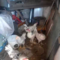 مرغ وخروس تخم گزار ونیمچه گلین کرچ شو معاوضه|حیوانات مزرعه|محمدشهر, محمدشهر|دیوار