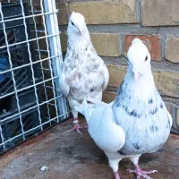 فروش طوقی کرمانشاهی