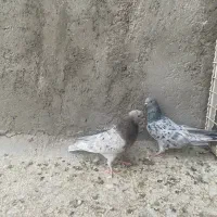 بچه کفتر پرشی|پرنده|یزد, |دیوار