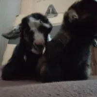 فروش بیگ شیری