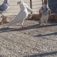 چنتا کفتر گرفتنی|پرنده|اسفراین, |دیوار