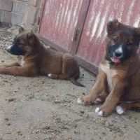 سرابی ، قدریجونی