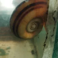 حلزون بالغ و کوچک|ماهی|مرودشت, مسجد رسول|دیوار