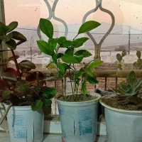 گل و گیاه شاداب|گل و گیاه طبیعی|ابهر, |دیوار