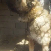 سراب اصیل