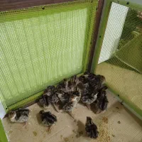 ۲۰ جوجه بوقلمون برنز انگلیسی