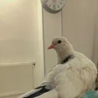 کبوتر دستی|پرنده|شاهین‌شهر, مسکن مهر|دیوار