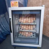 فروش جوجه ۳روزه گل پایگان