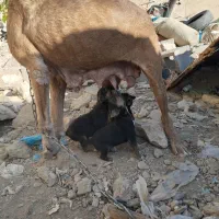 سگ پیتبول گریدین ماده|سگ|صحنه, |دیوار