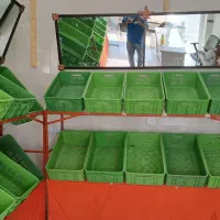 تعدادی قفسه میوه فروشی ب فروش میرسد|فروشگاه و مغازه|فولادشهر, مسکن مهر فولادشهر|دیوار