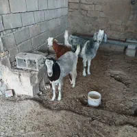 بز ماده عربی اصل|حیوانات مزرعه|هندیجان, |دیوار