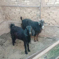 کهره، بز، کولار