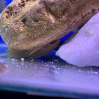 ماهی خواص|ماهی|کرج, کمالشهر|دیوار