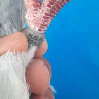 کبوتر پلاکی|پرنده|حمیدیه, |دیوار