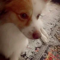 سگ اشپیتز روباهی|سگ|سرخنکلاته, |دیوار