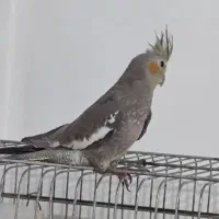 عروس هلندی نر|پرنده|چالوس, |دیوار