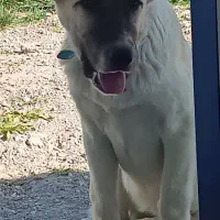 سگ سرابی ۵ماهه ماده قیمت ۴ تومن