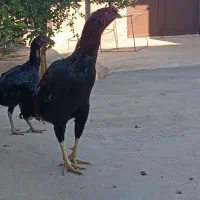 مرغ تخم گذار و خروس لاری|حیوانات مزرعه|سرپل ذهاب, |دیوار