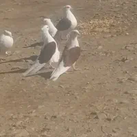 کبوتر ابلاخ