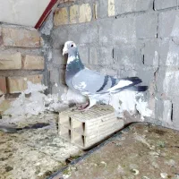 کفتر پلاکی درجه یک|پرنده|یزد, |دیوار