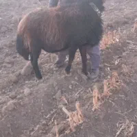 قوچ‌قزل‌افشار|حیوانات مزرعه|فریدونشهر, |دیوار