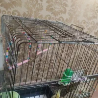 دوعدد عروس هلندی نر و ماده|پرنده|اسلام‌شهر, شهرک لاله|دیوار