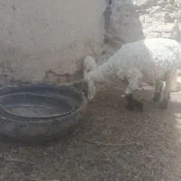 گوسفند زایده بابره نر