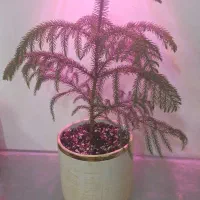 گل وگیاه|حراج|بجنورد, |دیوار