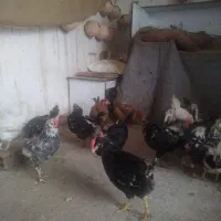 مرغ گلین تخمگذار1235