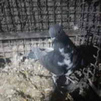 کبوتر|پرنده|بم, |دیوار