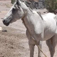 اسب نر