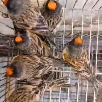 گلبسر قناری|پرنده|رامهرمز, |دیوار