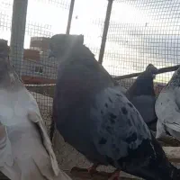 کبوتر سبز|پرنده|ممقان, |دیوار