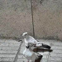 یک جفت کفتر