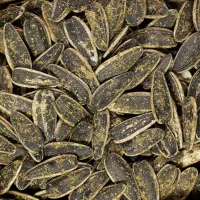 تخمه قیمت عمده اعلا