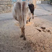 گاو