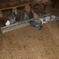 کبوتر پولکی آلمانی