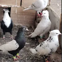 کفتر بم رنگه