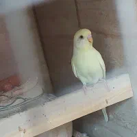 سهره خاکی