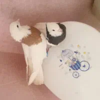 دو جفت کفتر خوب