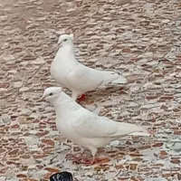 کبوتر پرشی وقریبگیری