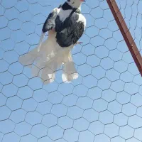 کبوتر|پرنده|بوکان, |دیوار