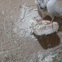 کبوتر طوقی